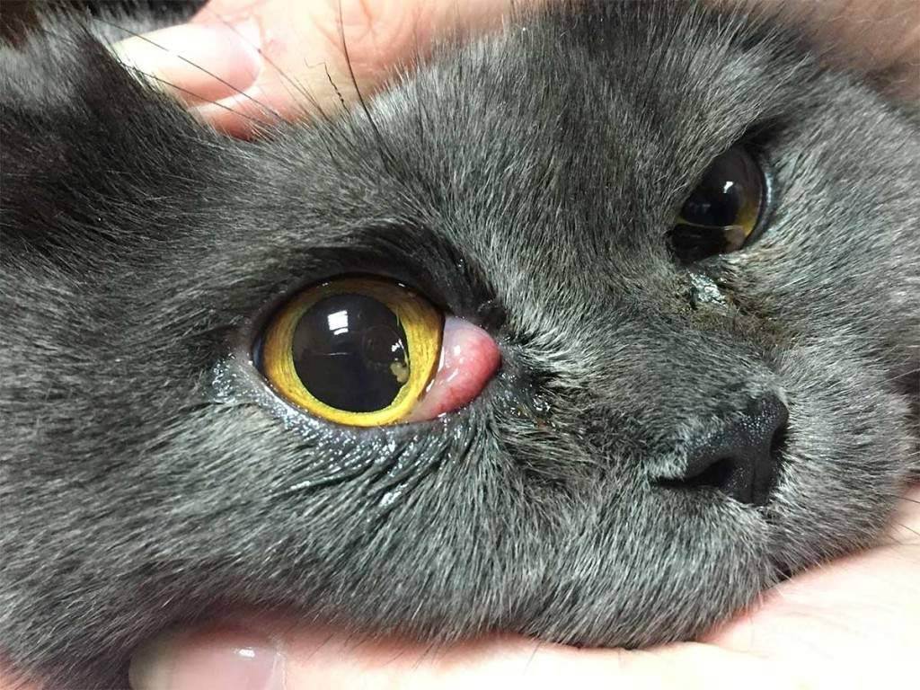 Кот чихает и слезятся глаза: чем лечить в домашних условиях?
