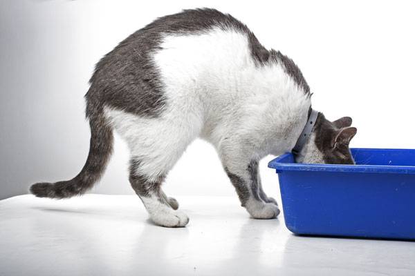 7 причин: кот не может помочиться. задержка мочеиспускания кошек