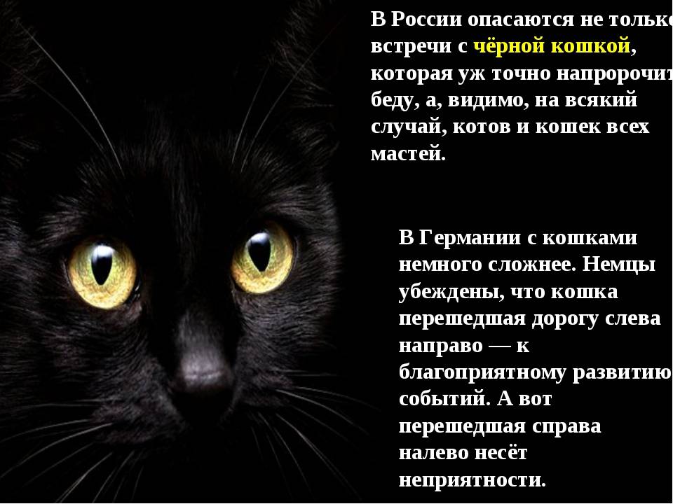 Черная кошка: приметы и суеверия
черная кошка: приметы и суеверия