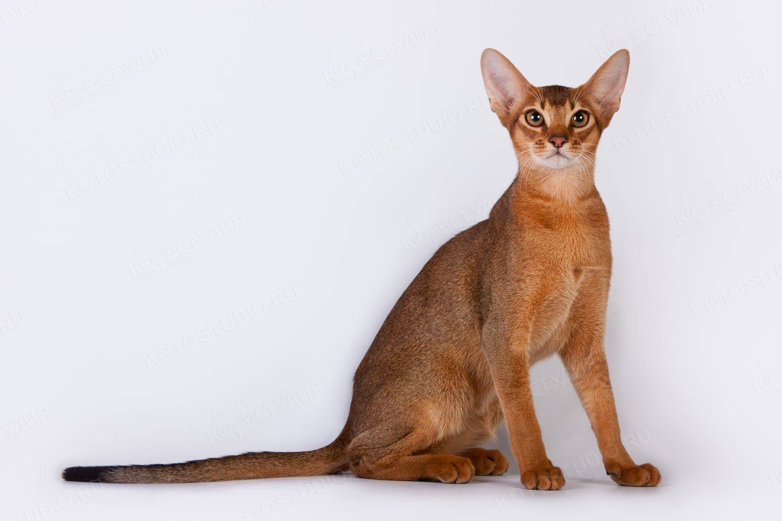 Абиссинская кошка: фото, описание породы и характера, а также особенности содержания
