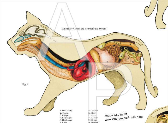 Анатомия внутренних органов кошки