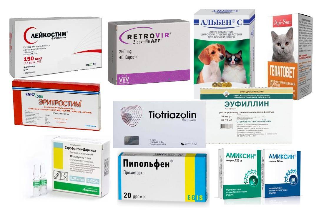 Аллергия на кошек и собак. причины, симптомы и признаки, диагностика и лечение патологии