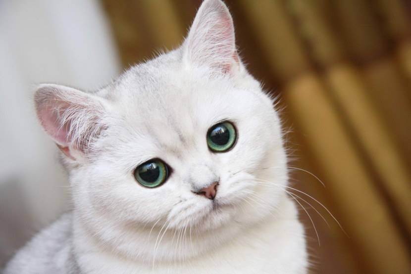 Вислоухий британец: описание породы, генетика, здоровье и характер кота