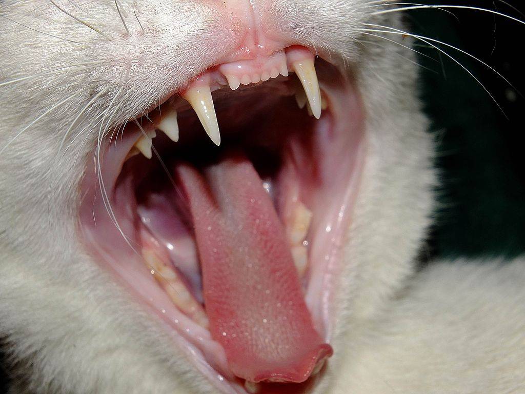 Почему кот мурчит с приоткрытым ртом - кошки и собаки простыми словами
