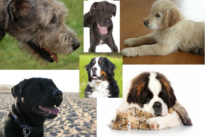 Породистый пес или двортерьер — как определить породу собаки
