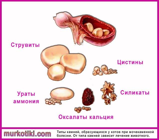 У каких котов мочекаменная болезнь. Диета при мкб у котов камни струвиты. Мочекаменная болезнь мкб у кота. Этиология мочекаменной болезни у животных.