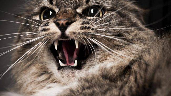 Признаки бешенства у кошек, чем опасно заболевание и как помочь питомцу?