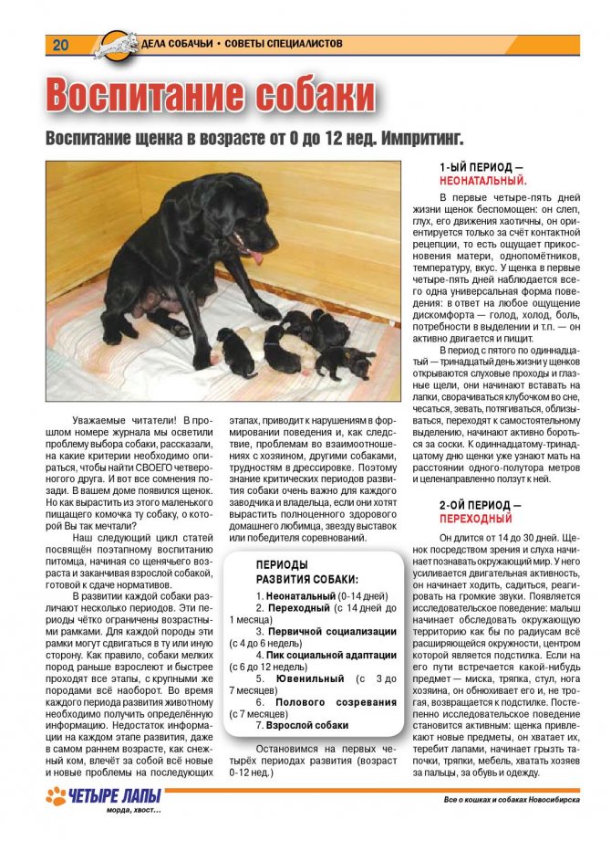 Всё о воспитании собак