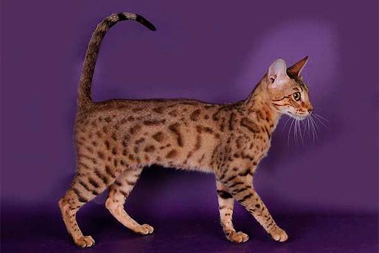 Серенгети кошка. описание, особенности, уход и цена кошки серенгети