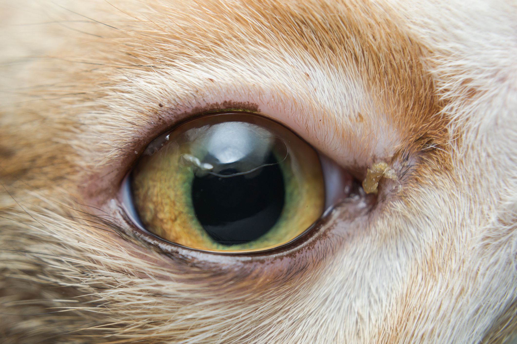 Конъюнктивит у кошек. симптомы, причины, лечение и профилактика болезни | животный мир