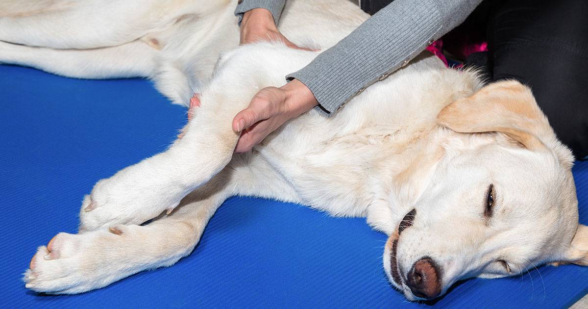 Вывих сустава у собаки – виды, причины, признаки, первая помощь, лечение