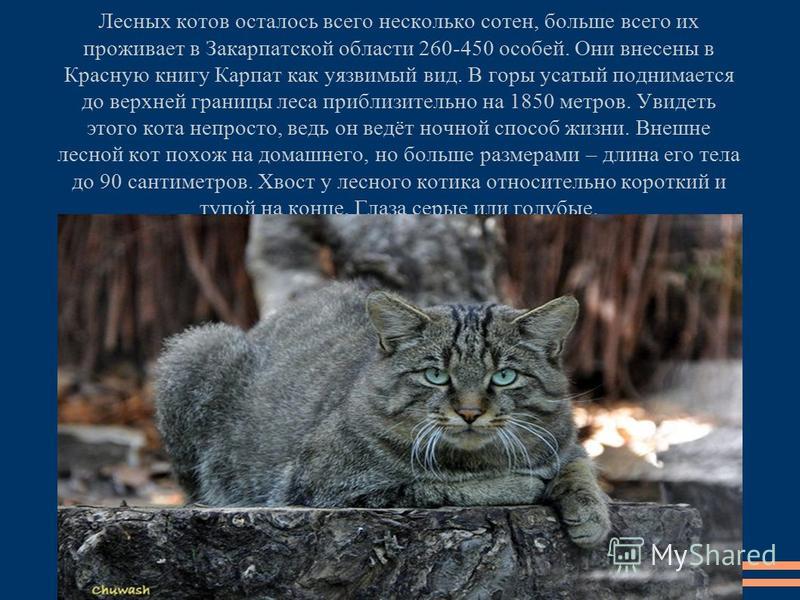 Дальневосточный лесной кот: фото и описание, среда обитания