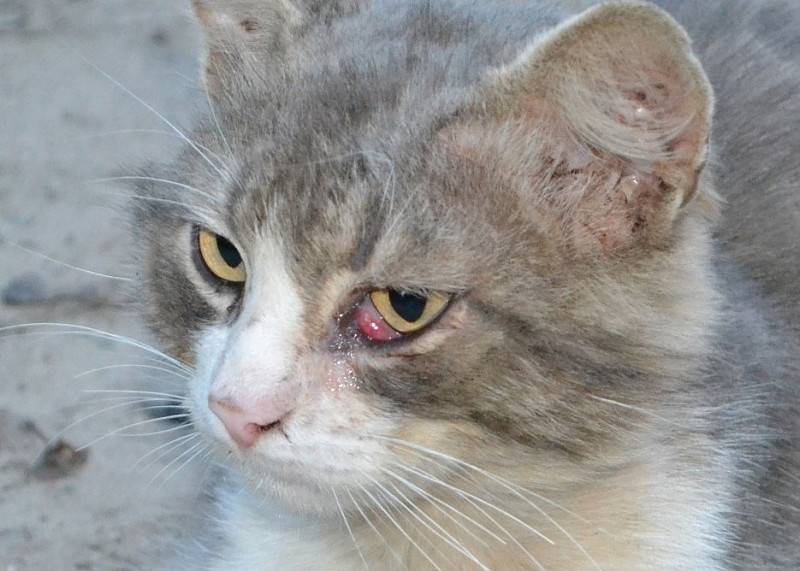 Белая пленка у кота в уголках глаз: причины появления