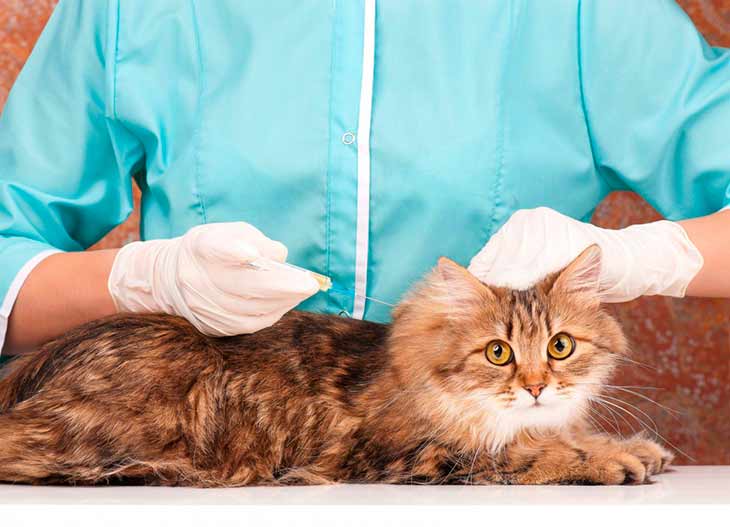Симптомы и признаки токсоплазмоза у кошек, лечение