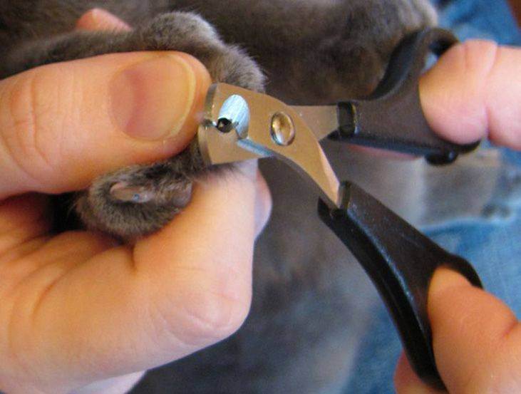 Как подстричь кошке когти правильно: ✂ подготовка, инструменты, техника, советы