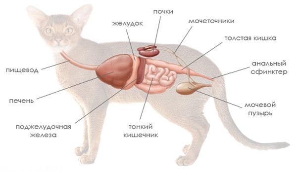 Болезни почек у кошек: симптомы, лечение, причины