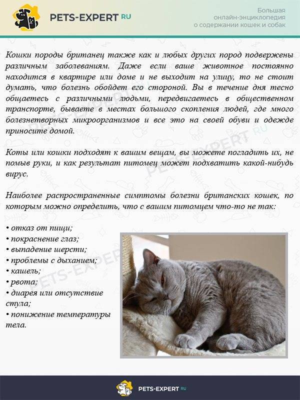 Инсульт у кошек симптомы и лечение