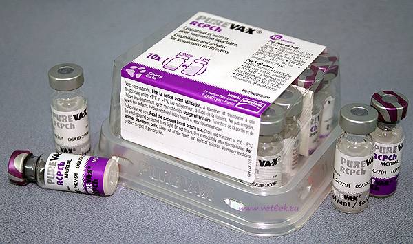 Прививка от токсоплазмоза для кошек: симптомы, лечение