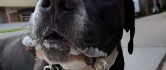По каким причинам может появиться белая пена изо рта у собаки при прогулке