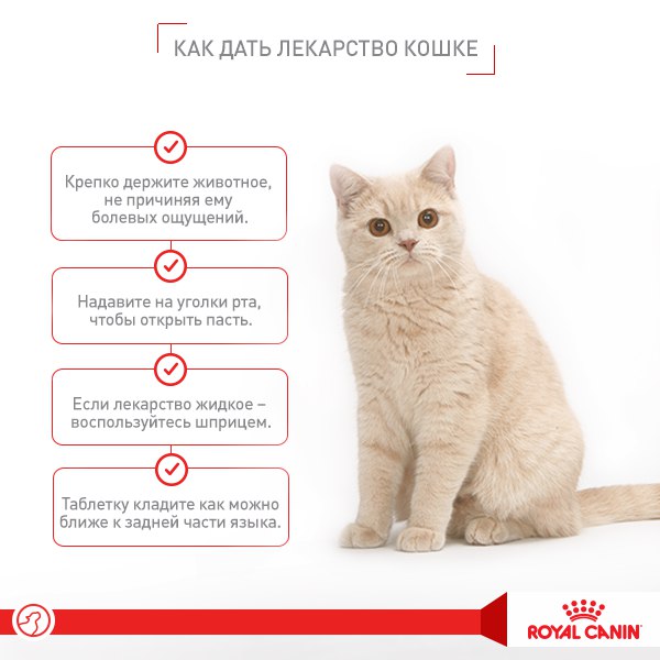 Валерьянка для кошек: как действует, что будет