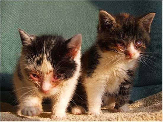 Воспаление трахеи у кошки: причины и методы лечения