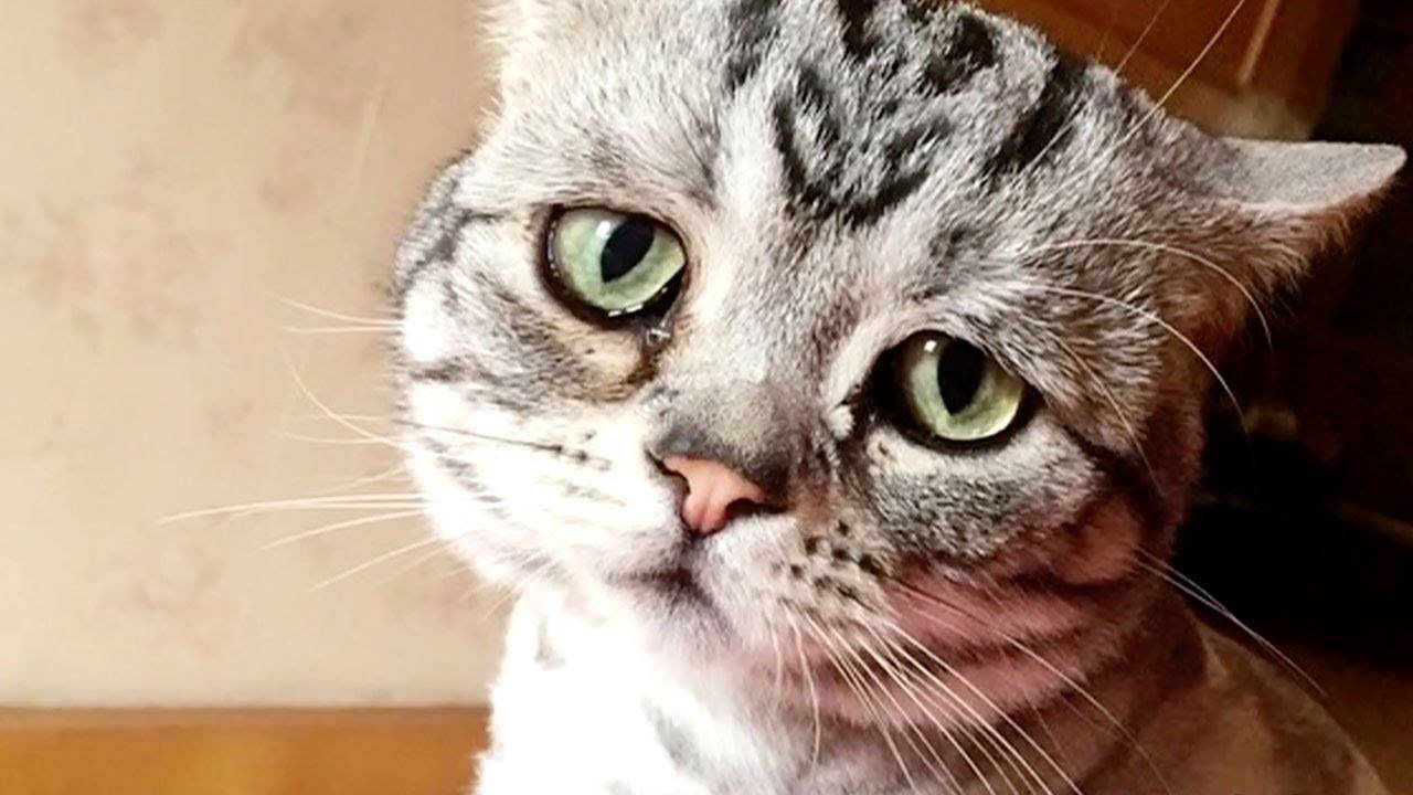 Умеют ли кошки плакать - причины слез - kotiko.ru