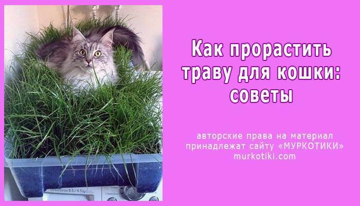 Трава для кошек: какую они любят и как правильно вырастить?