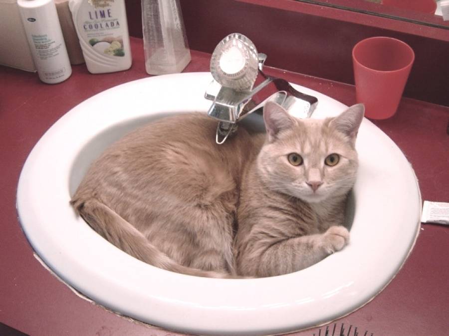 Сколько можно мыть кошек. Купание кошки. Мытье кошки. Кота купают. Купать домашних кошек.