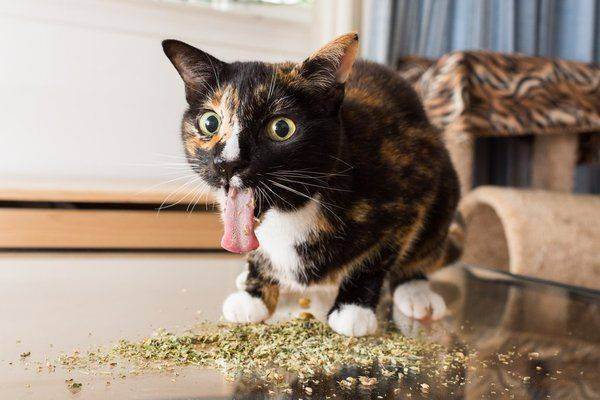 Кошачья мята: для чего нужна эта трава для кошек