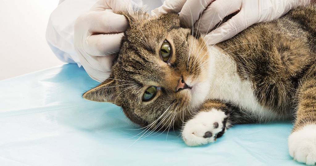Самые распространенные болезни котят: симптомы и лечение