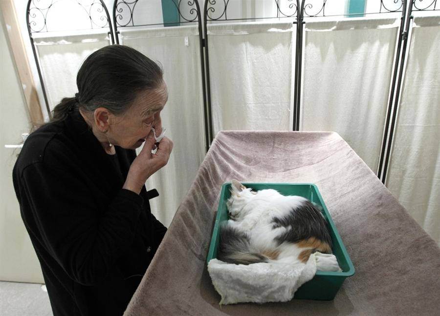 Кремация кошки