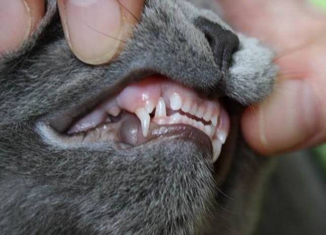 Когда меняются зубы у котят: особенности смены зубов у разных пород
