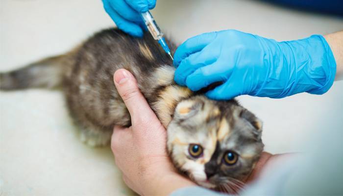 Во сколько месяцев делают прививки котятам