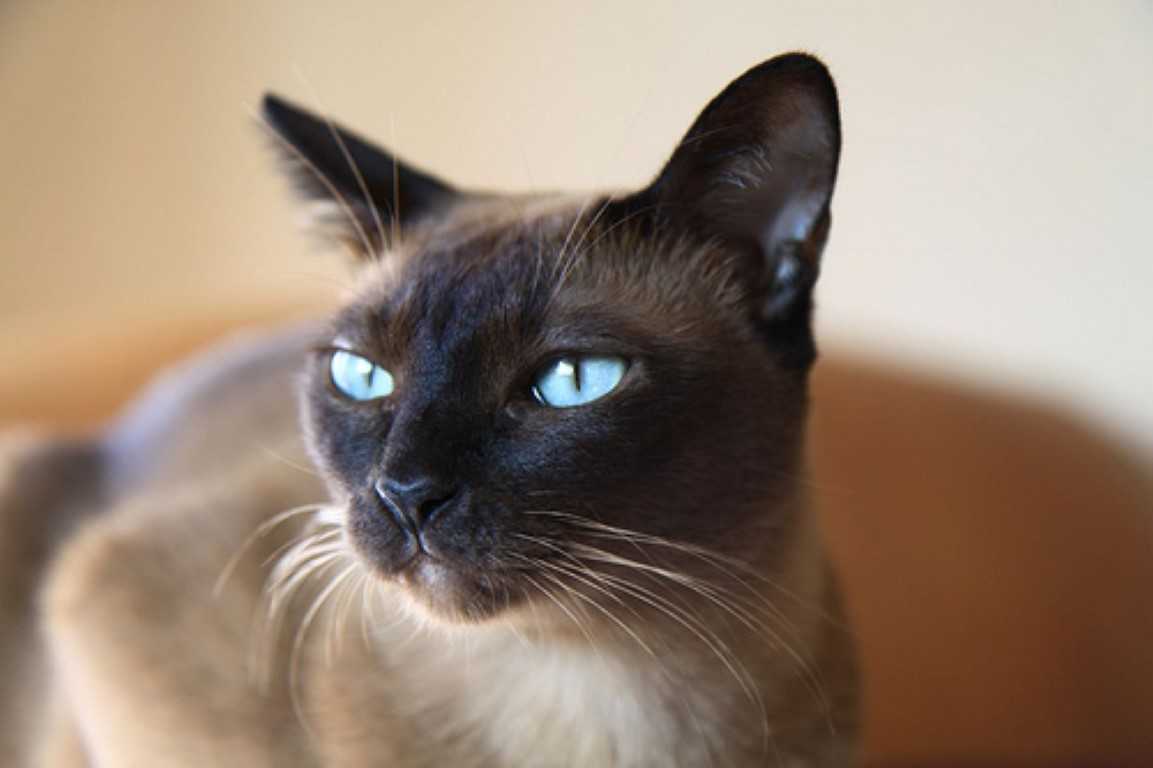 Тонкинская кошка описание породы фото