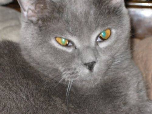 У кошки на глазу белая пленка: причины, что делать, лечение