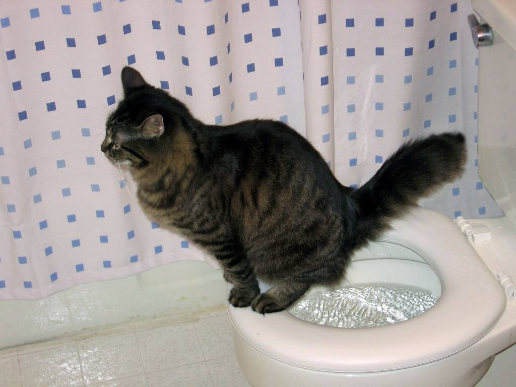 Почему котенок долго не может сходить в туалет по-большому, что делать в домашних условиях: причины и лечение запора