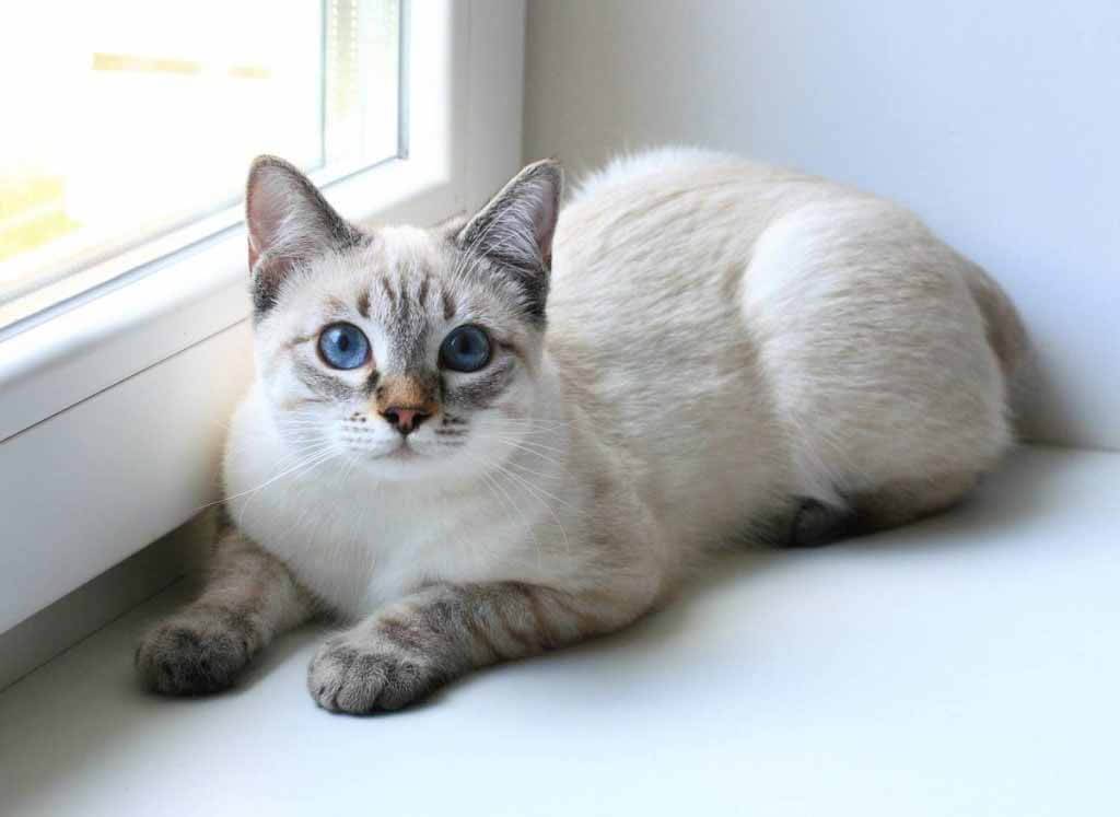 Тайская кошка: описание породы, характера, ухода и воспитания