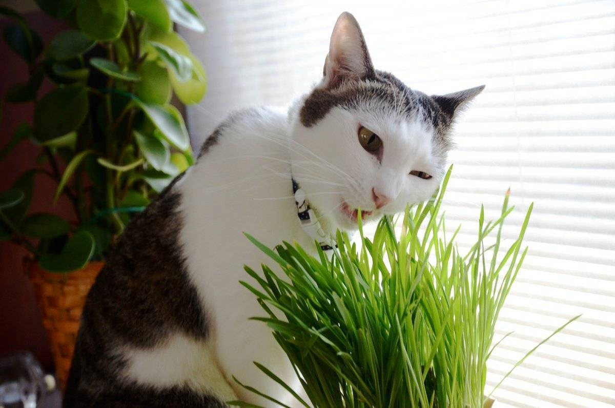 Трава для кошек. безопасные растения для животных