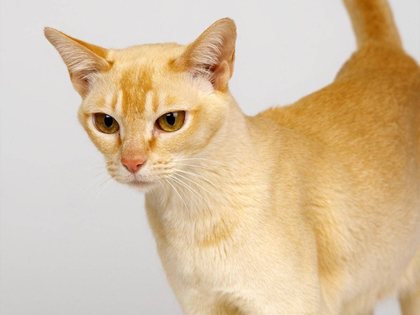 Цейлонская кошка: описание, характер, уход, фото
