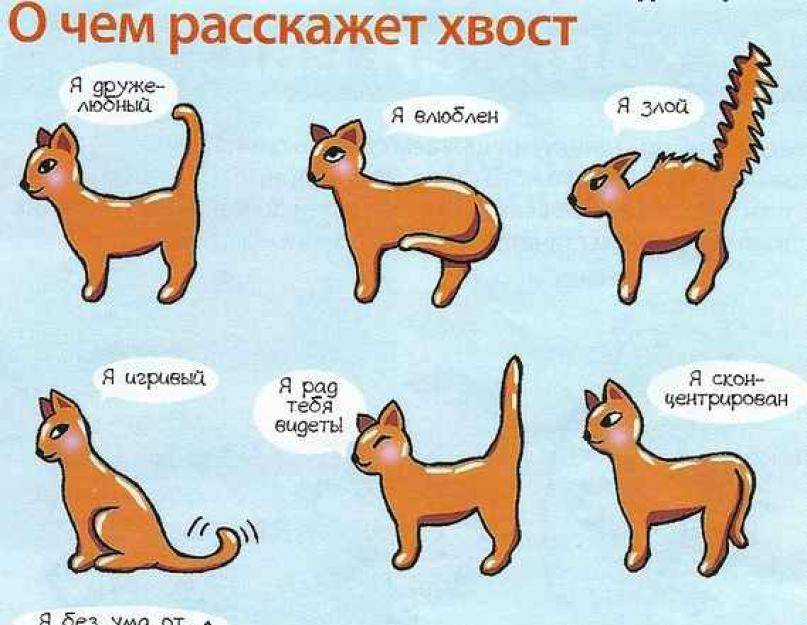 Как отучить котенка от сосательного рефлекса: что делать