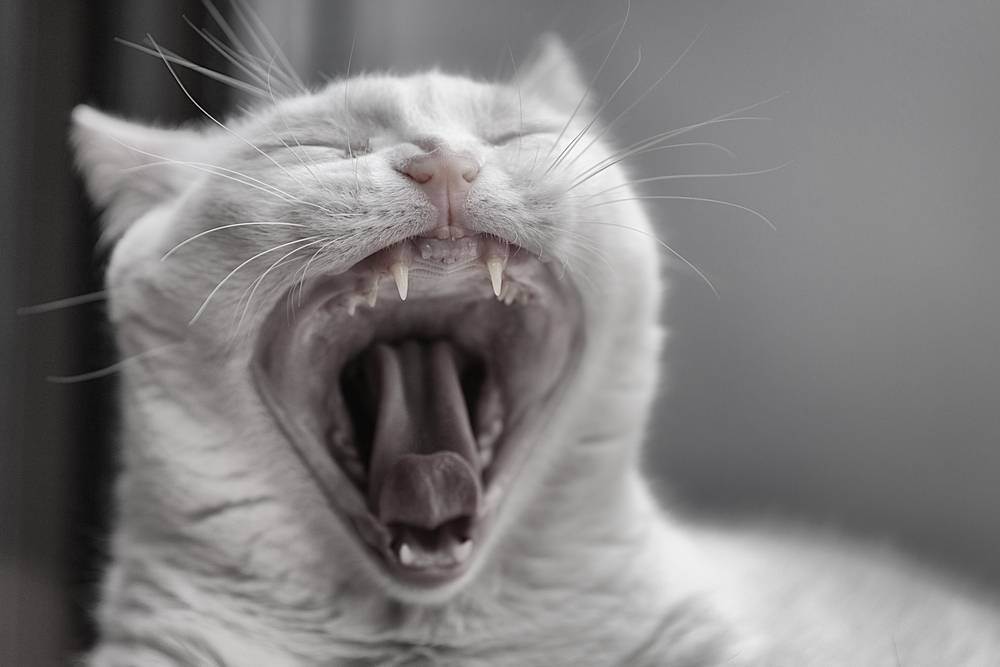 Почему у котенка пахнет изо рта: 10 причин