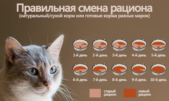 Кошка не ест и не пьет долгое время: основные причины отказа от воды и еды