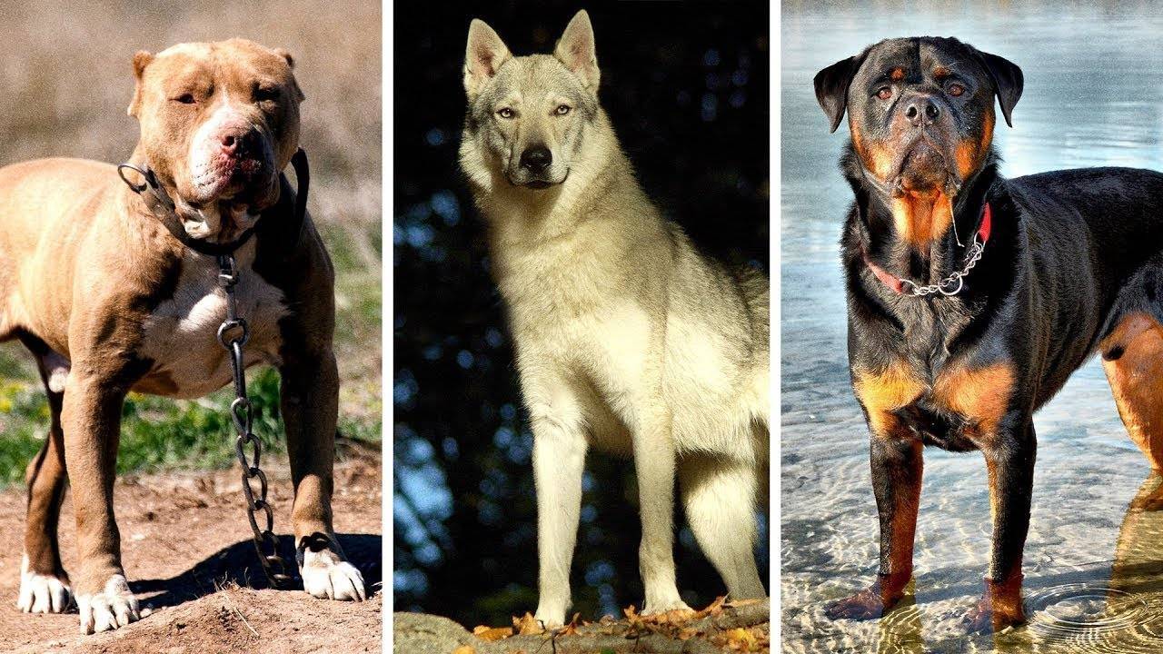 Рейтинг из 10 самых преданных и умных существующих пород собак во всем мире