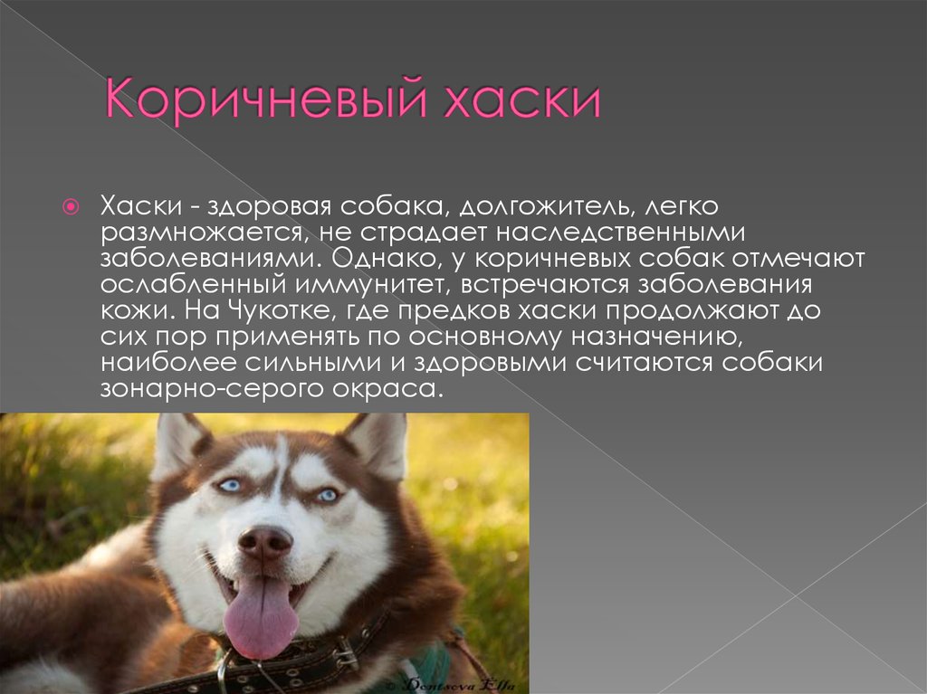 Сибирский хаски: фото, описание породы собак, отзывы и характер