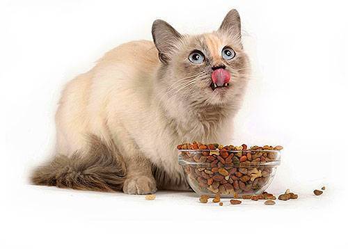 Почему некоторые кошки едят только один вид пищи?