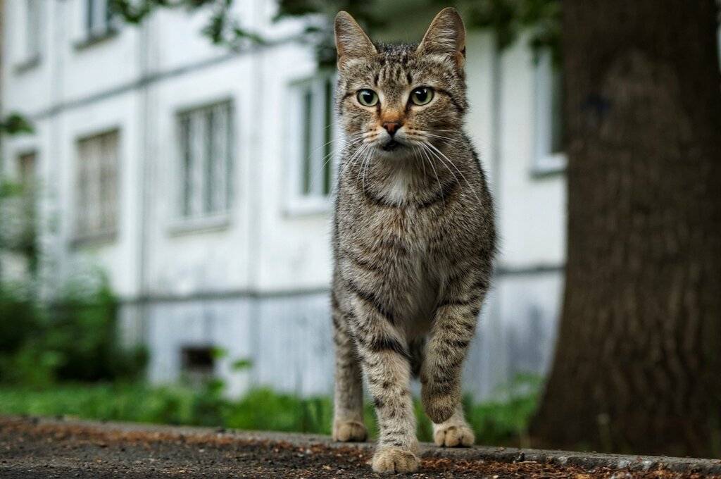 Беспородная кошка: особенности характера и поведения, уход и содержание, отзывы владельцев