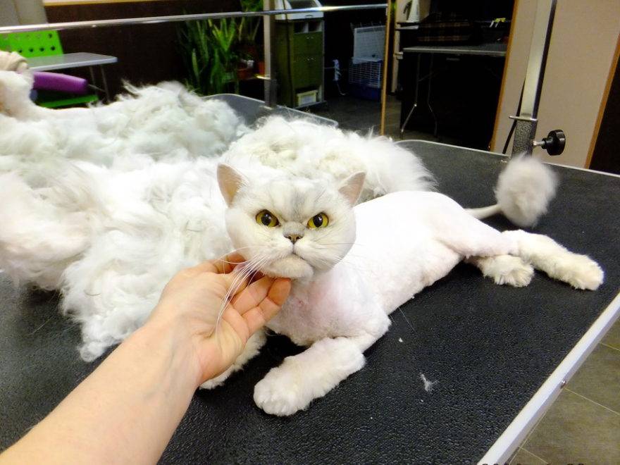 Почему нельзя стричь кошек и сколько отрастает шерсть у длинношерстных представителей?