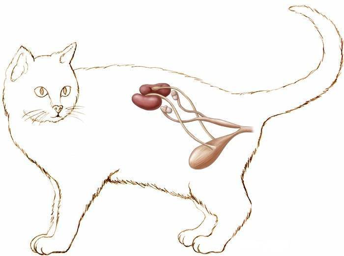 Диета при мочекаменной болезни у котов сбросить вес