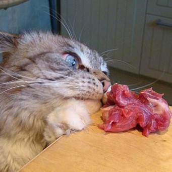 Можно ли кошке давать сырое мясо?