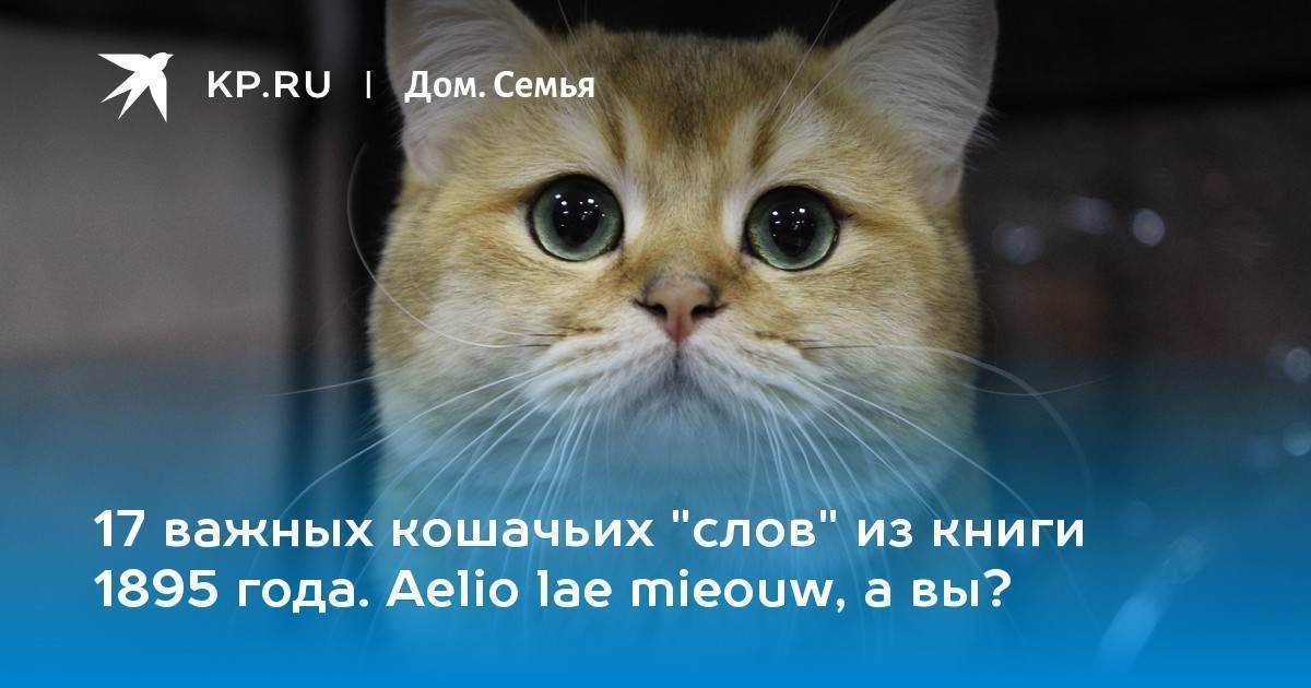 Основные законы котофизики.: дневник группы «кошки - это кошки»: группы - женская социальная сеть myjulia.ru